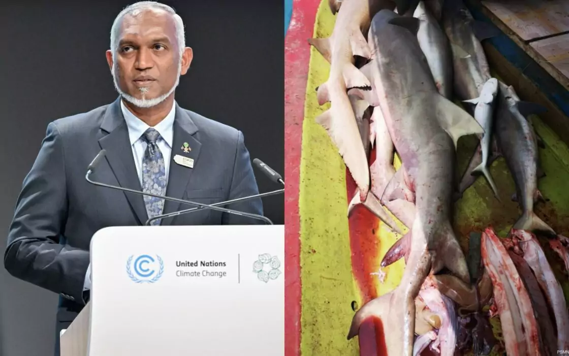 The Wrong Man for an Island Nation: President Muizzu’s War on Environment